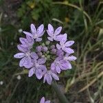 Allium unifolium Цветок