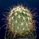 Sclerocactus parviflorus Habit