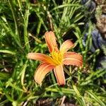 Hemerocallis minor Flors