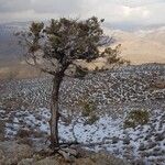 Juniperus osteosperma Hábito