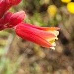 Hesperaloe parviflora Blüte