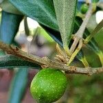 Olea europaea Fruit