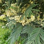 Acacia mearnsii Цветок