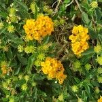 Lantana camara Bleunienn