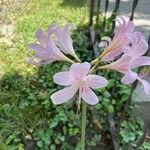 Lycoris squamigera Kwiat