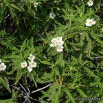 Chamaebatia australis Агульны выгляд