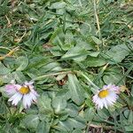 Bellis perennis Vekstform