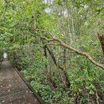 Morisonia indica Plante entière