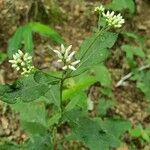 Asclepias quadrifolia List