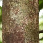 Macoubea guianensis Кора
