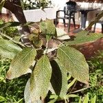Brachychiton discolor Hoja