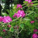 Rhododendron catawbiense برگ