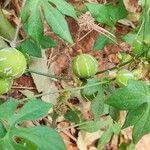 Diplocyclos palmatus Fruit