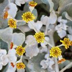 Eriogonum crocatum Flower