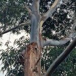 Eucalyptus botryoides Кора