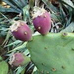 Opuntia stricta Gyümölcs