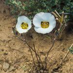 Calochortus bruneaunis Fiore