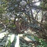 Alnus orientalis Habit
