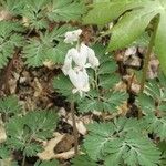 Dicentra canadensis ശീലം
