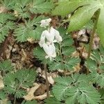 Dicentra canadensis आदत