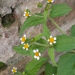 Galinsoga quadriradiata Flors