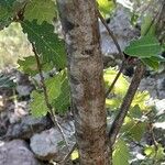 Quercus pubescens Écorce