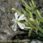 Silene andryalifolia Drugo