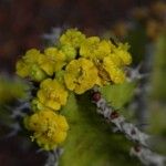 Euphorbia restricta Fleur