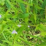 Mimulus alatus Habitus