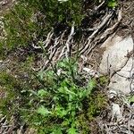 Leucanthemum adustum Habitatea