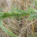 Centaurea melitensis Φύλλο