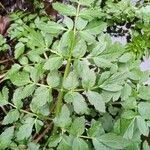 Oenanthe sarmentosa Leaf