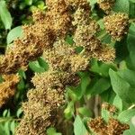 Spiraea douglasii फल