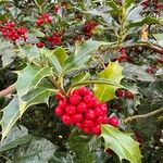 Ilex aquifoliumFruit