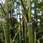 Phyllostachys nigra Bark