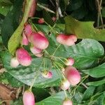 Rourea coccinea Fruit