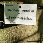 Gleditsia aquatica Egyéb