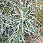 Dyckia floribunda Blatt