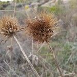 Scabiosa atropurpurea Ffrwyth