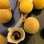 Dimocarpus longan Frucht