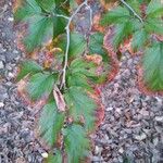 Parrotia subaequalis Hoja