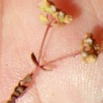 Radiola linoides Vivejo