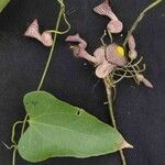 Aristolochia triangularis पत्ता