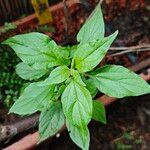 Parietaria debilis Yaprak