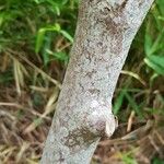 Acer carpinifolium Ekosanga
