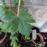 Vitis viniferaList