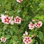 Hibiscus syriacus Květ