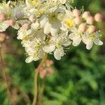 Filipendula vulgarisÕis