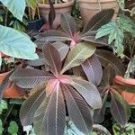 Hoffmannia refulgens Hoja