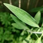 Alstroemeria psittacina Yaprak